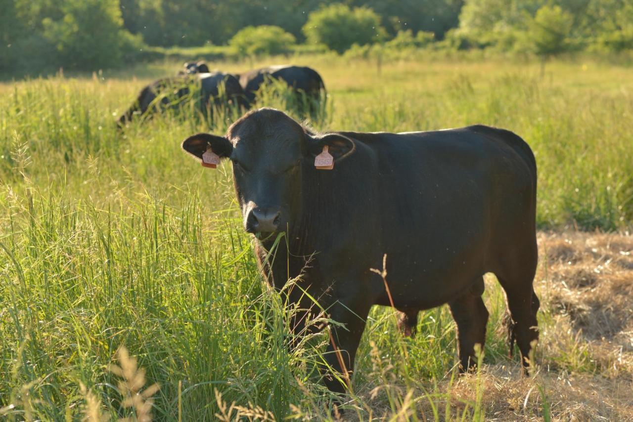 Bio Farma & Penzion Zlaty Hyl Novacany Exteriör bild