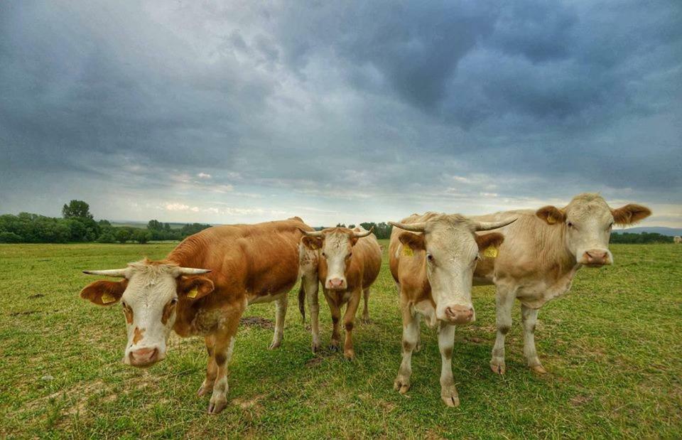 Bio Farma & Penzion Zlaty Hyl Novacany Exteriör bild