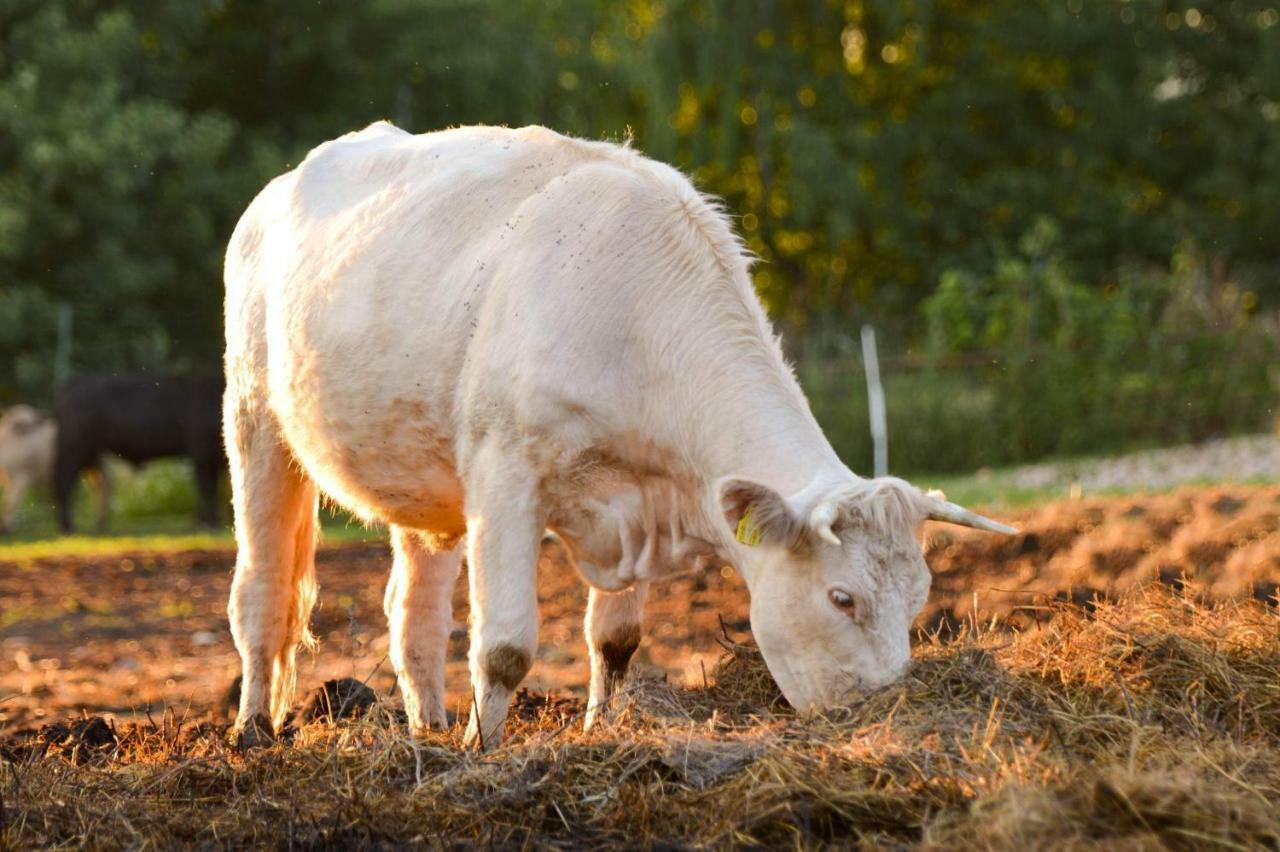 Bio Farma & Penzion Zlaty Hyl Novacany Exteriör bild